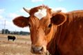 Zemo iepirkuma cenu dēļ piensaimnieki gatavojas bankrotiem