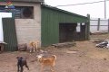 Dzīvnieku patversmē plāno uzlabot suņu uzturēšanas apstākļus (video)
