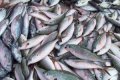 Krievija aizliegs Latvijas un Igaunijas zivju produktu importu
