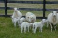 Biedrība: Latvijā ienāk ārvalstu uzņēmumi, lai sāktu aitu audzēšanas biznesu