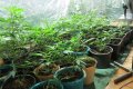Saistībā ar sižetu par marihuānas audzēšanu soda LTV