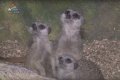 Bērnu bums Latgales zoodārzā (video)