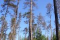 Daugavpils apkaimē izzāģē skuju kokus