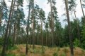 Daugavpils pusē atrod divas mežā apmaldījušās pusaudzes