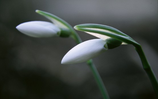 Nākamnedēļ gaisa temperatūra var sasniegt +10 grādu