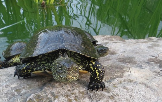 Eiropas komisija savu labāko partneru skaitā ierindojusi Latgales Zoodārzu