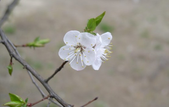 Sestdien uzspīdēs saule; nokrišņi nav gaidāmi