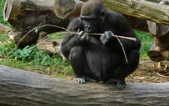 Sinsinatī Zoodārzā nošauj gorillu, jo tās aplokā iekļuva četrgadīgs zēns