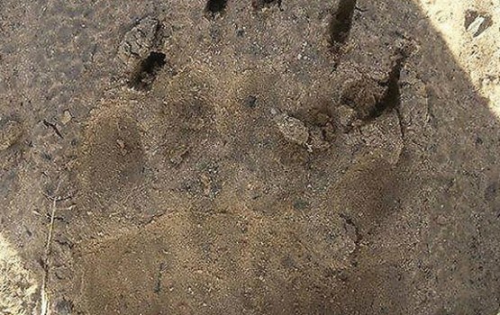 Netālu no Plakanciema manīts lāča pēdas nospiedums