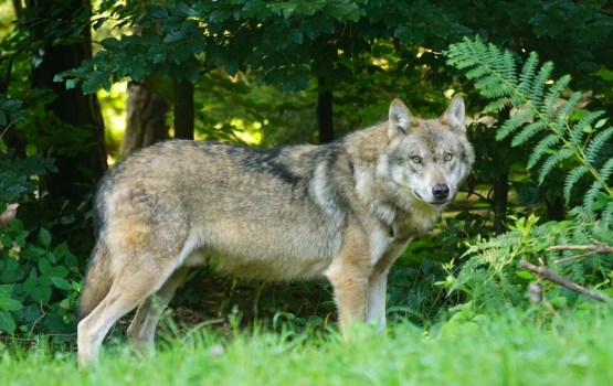 Latvijā sākas vilku medību sezona