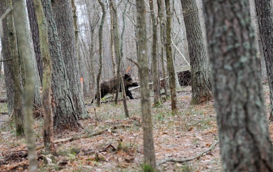 ĀCM šonedēļ pirmo reizi konstatēts Ķekavas novadā, kā arī Babītes un Ugāles pagastos