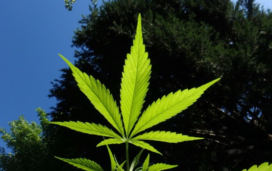 Brigmanis neatbalsta marihuānas legalizāciju medicīniskos nolūkos
