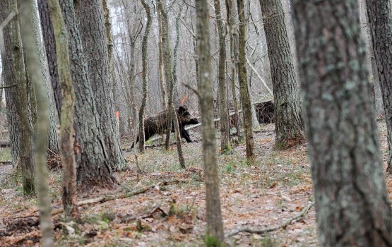 Āfrikas cūku mēris pirmo reizi konstatēts mežacūkai Vilces pagastā