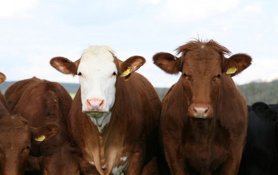 Asociācija: Liellopu gaļas cenas patlaban ir kritiski zemas