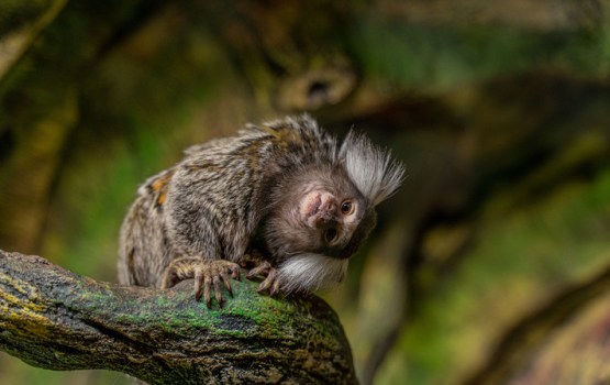Sākot ar jauno gadu Latgales zoodārzā mainīsies ieejas biļešu cenas