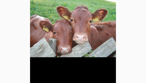 Latgalē konstatē necilvēcīgu izturēšanos pret dzīvniekiem