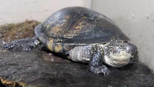 Latvijas abinieku un rāpuļu dienas Rīgas Zoodārzā!