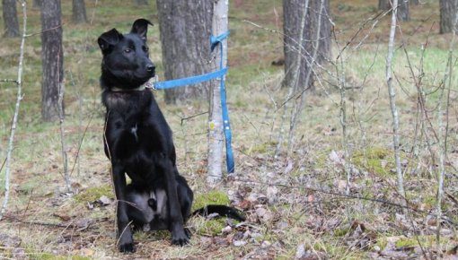 Palīdziet atrast necilvēcīgo suņa saimnieku!