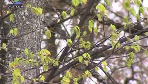 Lielās talkas dienā gaidāmi silti laika apstākļi (video)