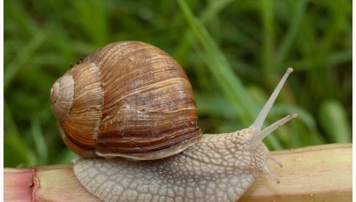 Ienākumus no vīngliemežu lasīšanas ar nodokli neapliks