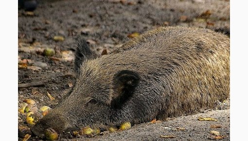 PVD aicina ogotājus un sēņotājus mežā būt vērīgiem