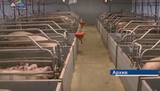 Āfrikas cūkas mēris turpina izplatīties (video)