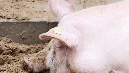 Āfrikas cūku mēris konstatēts mājas cūkām Ainažu pagastā