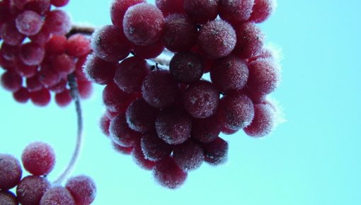 Vidzemi un Latgali skārusi salna līdz -4 grādiem; pārspēti četri aukstuma rekordi