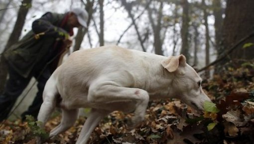 Latvijā atrasta pirmā savvaļā augusi ēdamā trifele, vēsta LNT