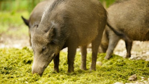 Āfrikas cūku mēri apstiprina 25 meža cūkām Latgalē un Vidzemē