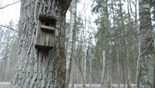 Ķemeru nacionālajā parkā apmaldījusies sieviete