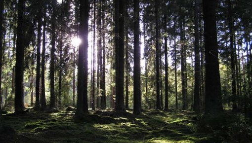 Mežā Indrānu pagastā visu nakti pavada seši cilvēki, tostarp divi bērni