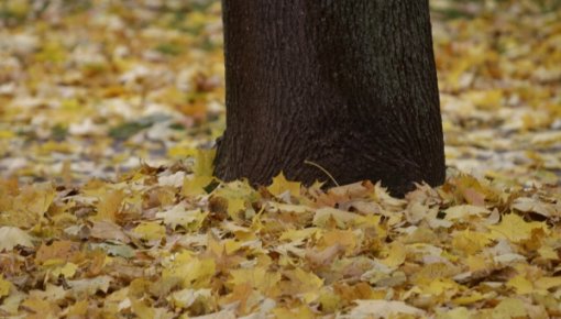 Ceturtdien gaiss sakarsīs līdz +27 grādiem