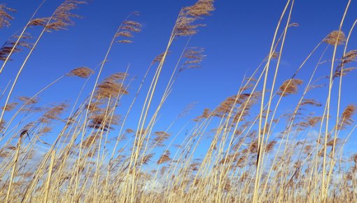 Piektdien pūtīs stiprs vējš un gaisa temperatūra vairs nebūs tik augsta