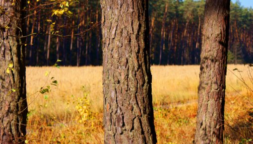 Brīvdienās būs maz nokrišņu; arī nākamnedēļ iespējams silts laiks