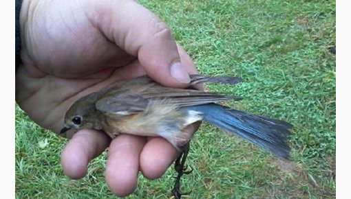 Latvijā konstatēta jauna putnu suga - zilastīte