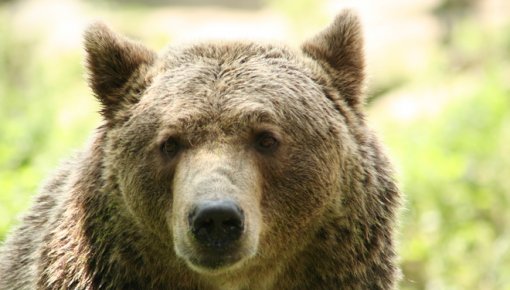 Latvijā veikts brūno lāču monitorings