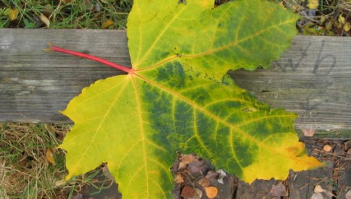 Ceturtdien saule mīsies ar mākoņiem