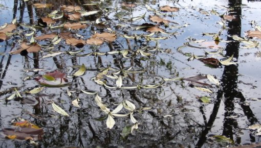 Rēzeknē no dīķa izceļ 80 gadus vecu sievieti, kura noslīkusi