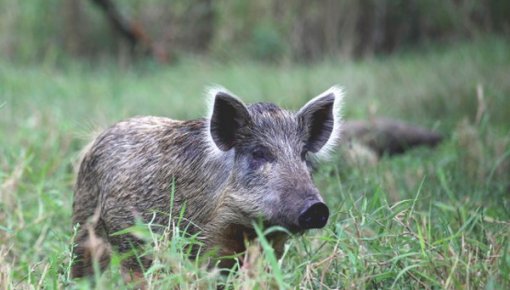 PVD apstiprina ĀCM 18 meža cūkām Latgalē un Vidzemē