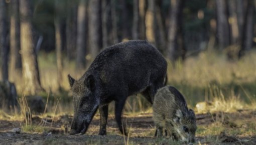 PVD: nedēļas laikā nomedītas teju 500 mežacūkas