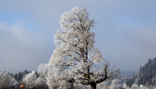 Vēja dēļ sals piektdien kļūs nepatīkamāks