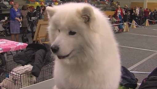 Olimpiskajā centrā notika izstāde Zooekspo Latgale-2016