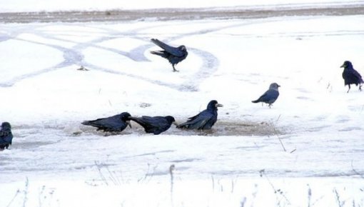 Arī šonedēļ gaisa temperatūra svārstīsies ap nulli