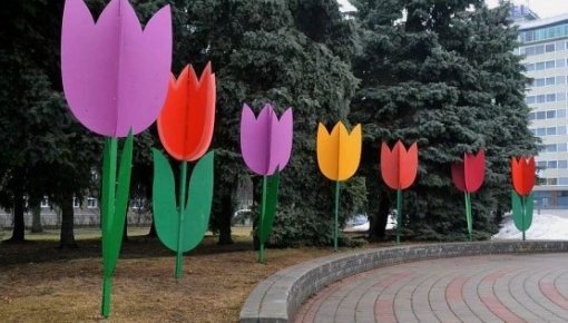 Daugavpilī uzziedējušas tulpes un krokusi