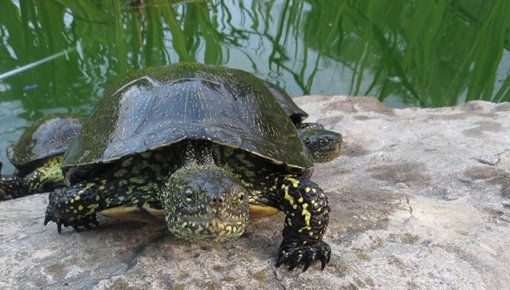 Eiropas komisija savu labāko partneru skaitā ierindojusi Latgales Zoodārzu