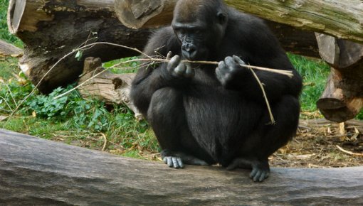 Sinsinatī Zoodārzā nošauj gorillu, jo tās aplokā iekļuva četrgadīgs zēns