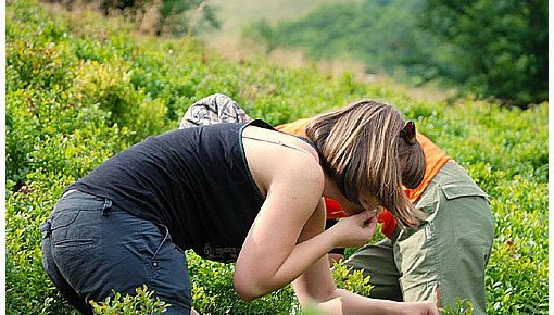 Ārstniecības augi, kurus tagad īstais laiks vākt