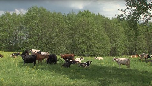 Ir noteikti konkursa “Saimnieks 2016” uzvarētāji
