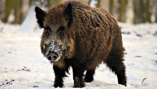 ĀCM šonedēļ pirmoreiz konstatēts mežacūkām Ķūļciema, Īves un Zalves pagastā